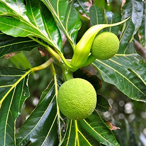 Mphmi Seedless Plant Fruit Plant Breadfruit Plant - Artocarpus