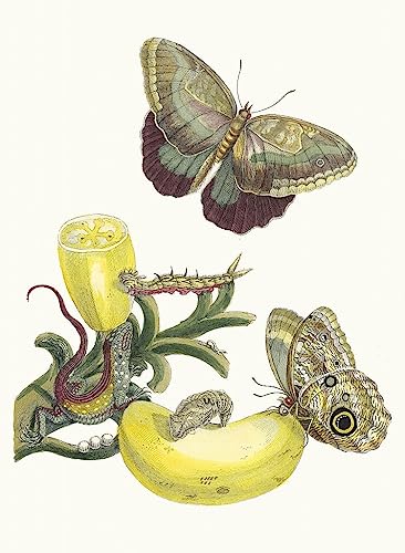 Poster Baccores Maria Sibylla Merian CPPAN deco nature et elegante pour salon et bureau 50x70cm