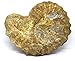 Ammonite Acanthoceras Split Polished Fossil Texas 96 MYO w/Label #16239 52o