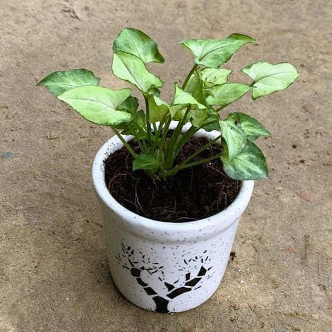 Outdoor Plant Nursery Syngonium Yammi in 4 Inch White Glass Ceramic Pot (Any Design)-image-11