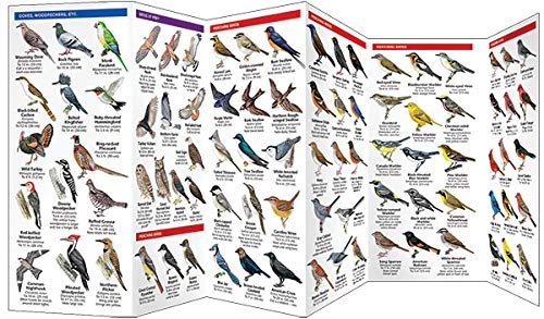 Waterford Press WFP1583551394 Connecticut Birds: A Folding Pocket Guide To Familiar Species thumb #2