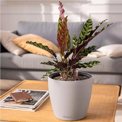 LECHUZA-Pflanzgefäß Classico Color LS sandbraun mit BewässerungssystemØ 35 × 32 cm|14282