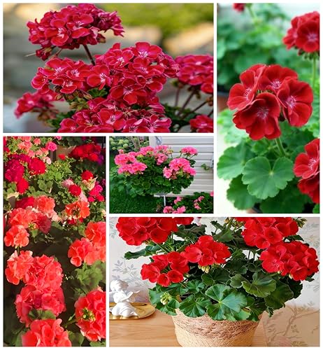 Geranium Flower Seeds for Planting, 10 Red Pelargonium Seed, Perennial Flower Plants, Non-GMO Heirloom Geranium Seeds for Garden Home Outdoor