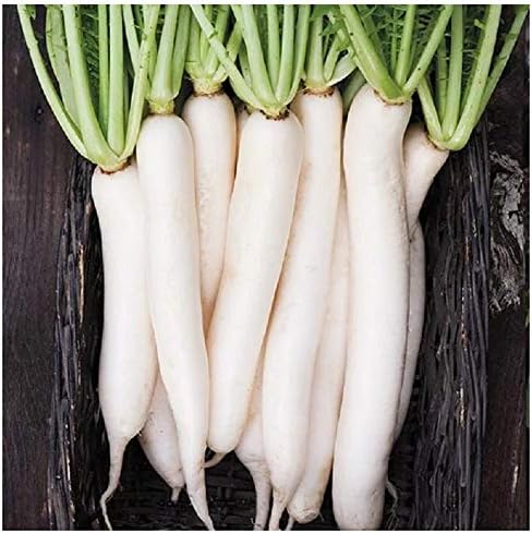 Radish Seeds White - 150 Nos