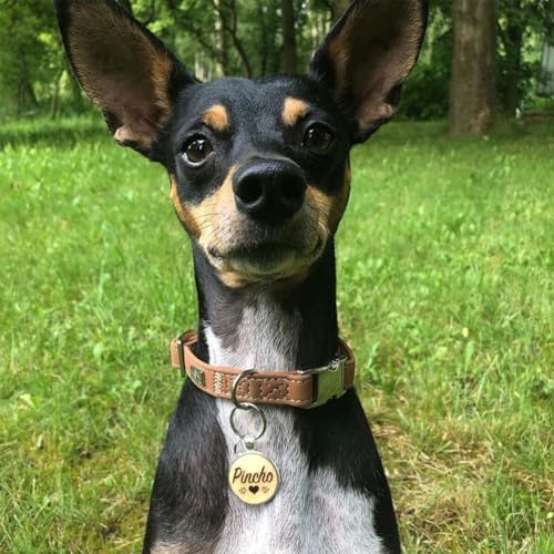 Hundemarke mit Gravur personalisiert | Namensanhänger mit Telefonnummer, Adresse | verschiedene Handschriften & Motive | Gold, Silber, Roségold | für Hunde Halsband, Geschirr, Leine, Geschenk