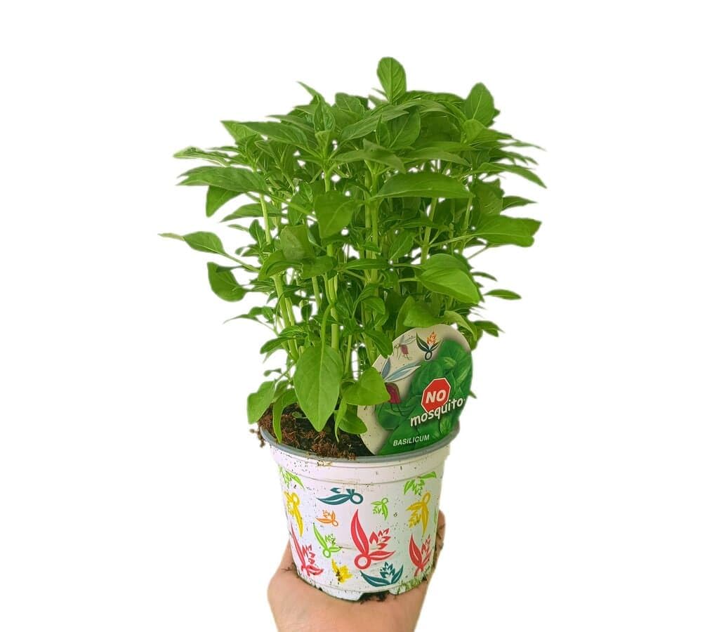 PACK DE 10 PLANTAS DE AROMÁTICAS VARIADAS NATURALES DIFERENTES VARIEDADES | ARÓMÁTICAS | FRESCURA | NATURALEZA | ECO | COCINA | VIDA | VERDE