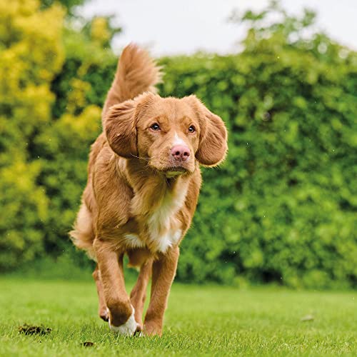 Top 10 Vitamin-Tabletten Hunde 180 Tbl.-Dog