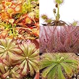 drosera capensis hiver Tiene una larga historia de cultivo, gran adaptabilidad, amplia distribución y ricos recursos varietales.Su hermosa forma y sus ricos colores son la mejor opción para aumentar la vitalidad del patio.