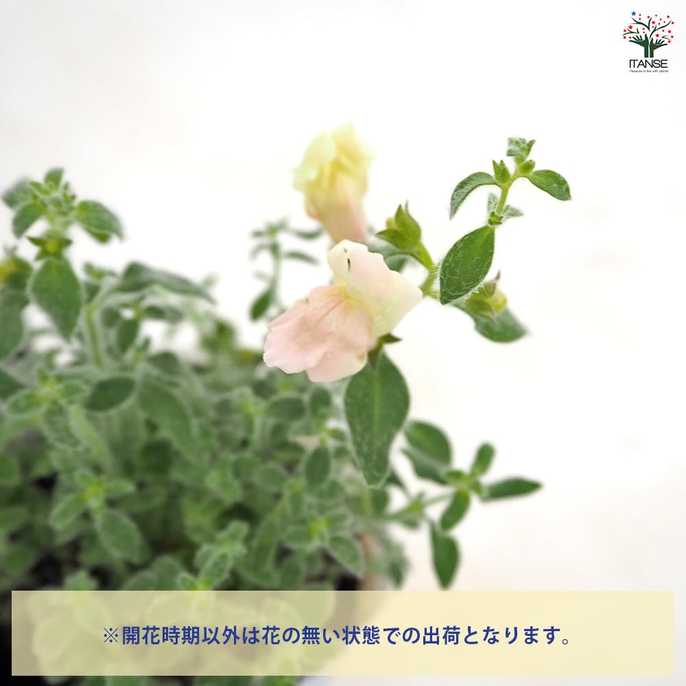 Amazon.co.jp: ITANSE 金魚草(キンギョソウ) スイートピンク 3.5