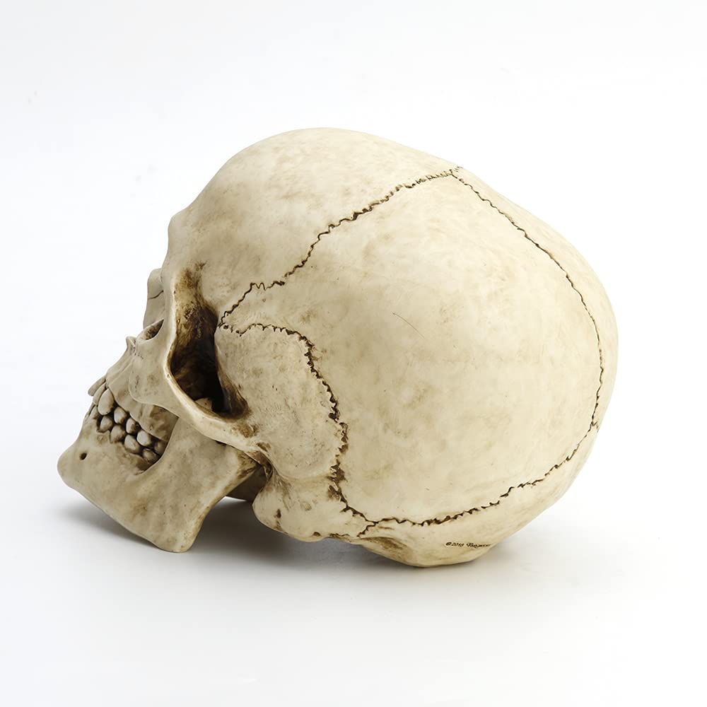 Amazon.co.jp: Veronese Design 6 1/4インチ 人間の頭蓋骨 リアルな