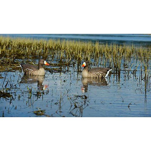 Avery Outdoors Greenhead Gear Pro-Grade Speckle Belly Floaters Decoy,Active Pack,4-Pack
