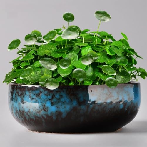 Grand récipient hydroponique pour plantes grasses et plantes de lotus – Glaçage non poreux idéal pour l'intérieur – Jardinière d'eau et bol à bonsaï avec graines de lotus – Parfait pour la décoration