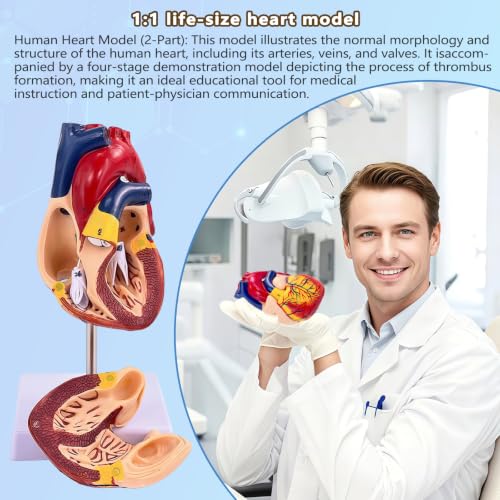 Image of 1:1 Life-Size Human Heart Model with 34 Numbered Anatomical Markers,2-Part Detachable Heart Anatomy Model for Education, Cardiology Study, Patient Demonstration