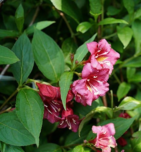 Weigelie Eva Rathke Weigela Eva Rathke Containerware 60100 cm Amazon