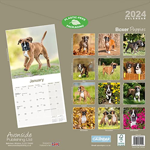 Boxer Puppies Calendar 2024, 12"W x 24"H - Image 2