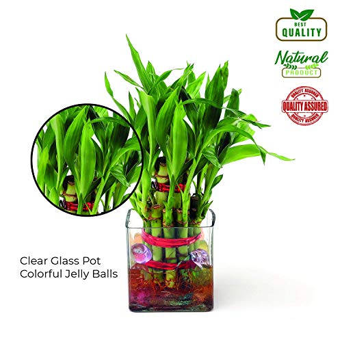 Image of Ferns 'N' Petals 2 Layer Bamboo Plant in Glass Vase Pot 3 X 3 Inches