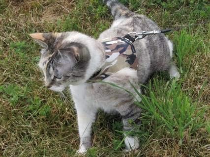Mynwood Cat Jacket/Harness Desert Storm Combat Adult Cat