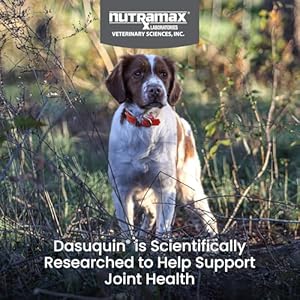 Nutramax Laboratories Dasuquin with MSM Joint Health Supplement for Small to Medium Dogs - With Glucosamine, MSM, Chondroitin, ASU, Boswellia Serrata Extract, and Green Tea Extract, 84 Soft Chews Nutramax Laboratories Dasuquin with MSM Joint Health Supplement for Small to Medium Dogs With Glucosamine MSM Chondroitin ASU Boswellia Serrata Extract and Green Tea Extract 84 Soft Chews