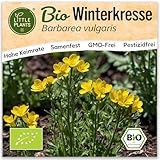 Little Plants BIO Winterkresse Samen 1000 Winterkressesamen Kräutersamen Barbarakraut Samenfest für Kräuter Samen für Balkon, Hochbeet und Garten