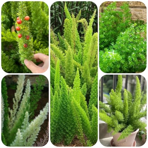 Semi di Asparagus densiflorus, giardino roccioso resistenti felce coda di volpe, aiuole rialzate per giardino da esterno resistenti 300pcs