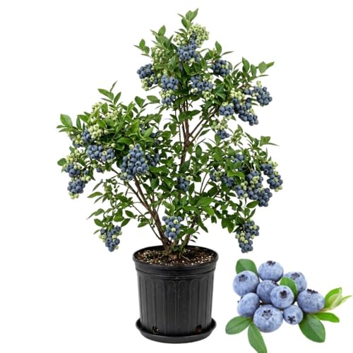 2 Gallon Large Blueberry Live Plant, 1-1.5 Feet Tall, Cold Hardy Blueberry Bush for Containers,...