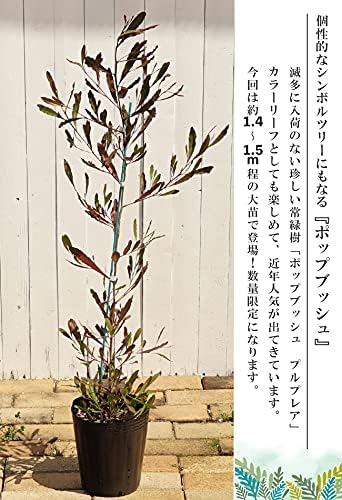 Amazon ポップブッシュ ドドナエア プルプレア H 0 8ｍ苗 庭木 常緑樹 低木 低木 植木