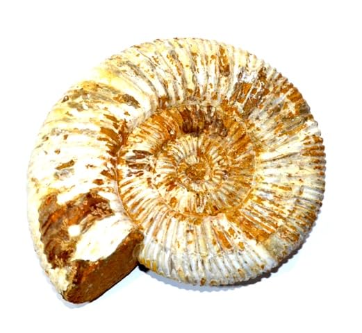 kranaosphinctes rabei Ammonit Fossil (Fossilien) AMK5