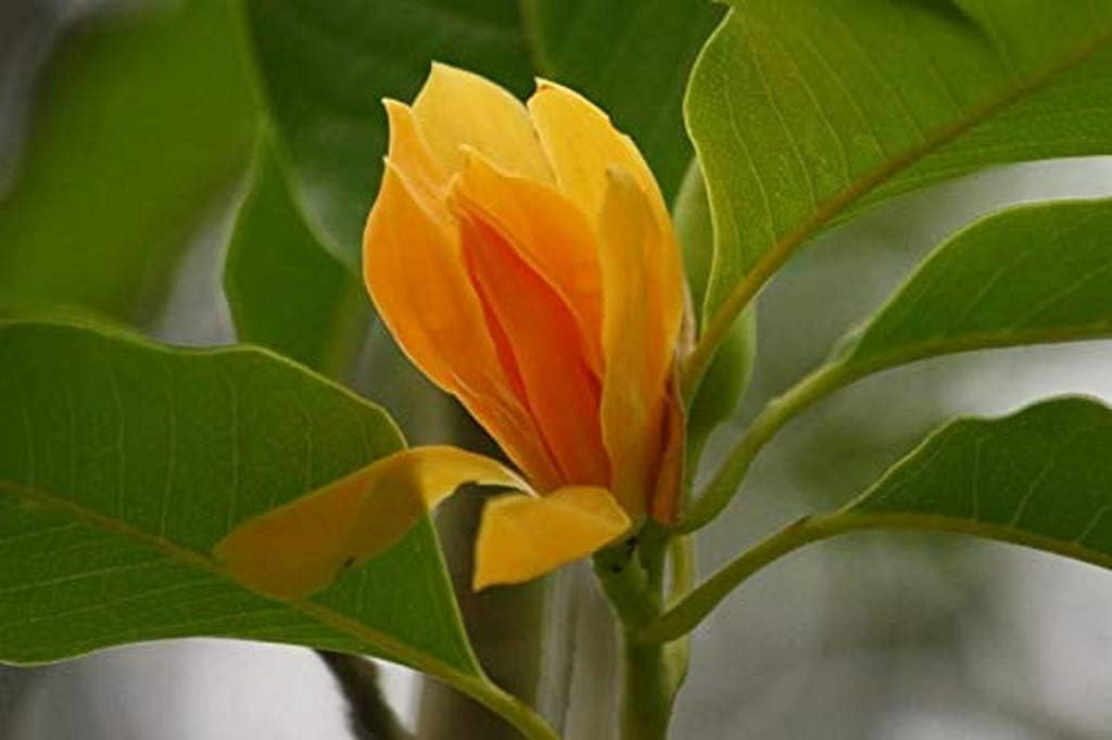 Creative Farmer Exotic Flowering Live Magnolia Alba White Chemapak Sampige Champaca Joy Perfume Tree Ornamental Plant For Home Garden Plant(1 Healthy Live Plant)