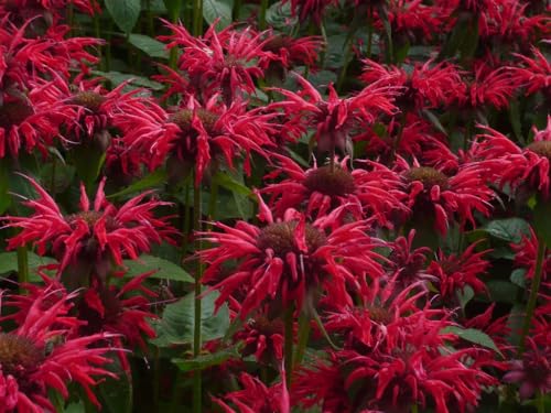 2 Bee Balm Gardenview Scarlet Plants in 2 Separate 4 inch containers- Daylily Nursery
