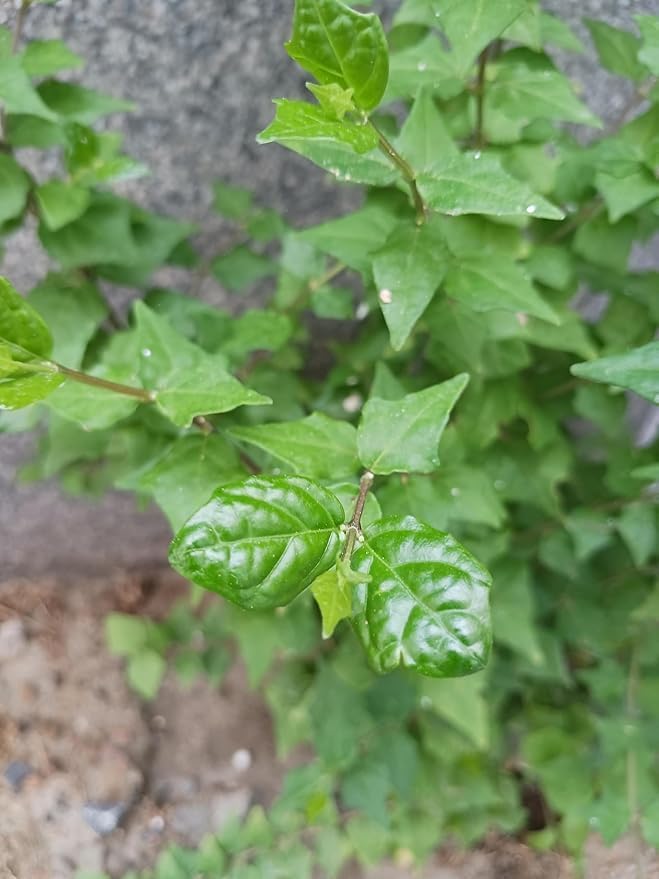 Image of live plants (DESI IVY)