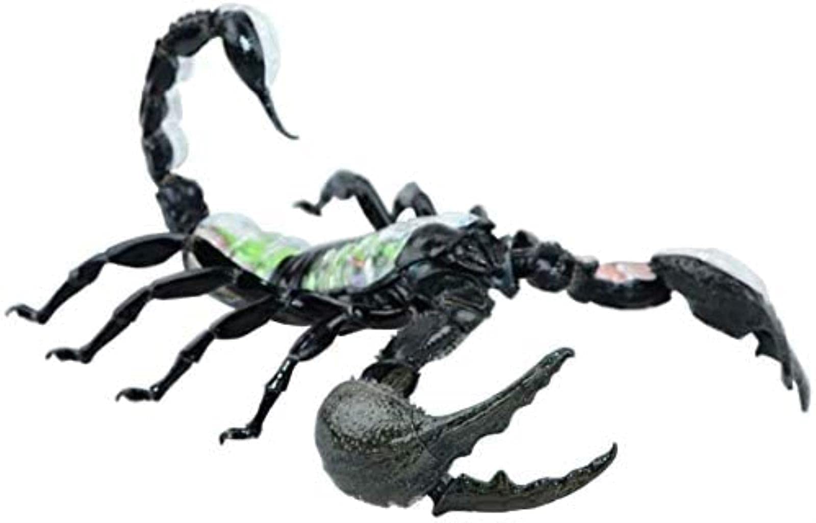 Amazon.co.jp: 4D蠍座器官モデル動物解剖学的モデル生物学的 : 産業