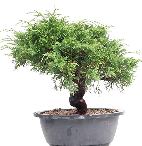 Bonsai - Juniperus chinensis, Chinesischer Wacholder 204/121 - Image 3