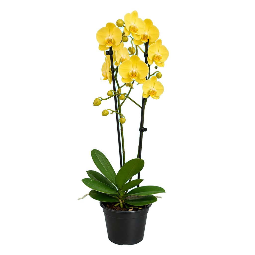 DECOALIVE Phalaenopsis 2 Troncos Orquídea de Flor para Interiores con Luz Indirecta Maceta 12 cm Planta 55-65 cm