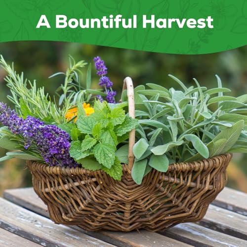 PLANTMEW 10 Herb Seeds Variety Pack - 7,000+ Heirloom Non-GMO Seeds - Basil, Cilantro, Lavender, Parsley, Dill, Thyme, Chives, Oregano, Sage, Herb Garden Kit for Planting Home Garden, Gardening Gift - Image 6