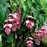 Medinilla Magnifica Plant - Malaysian Orchid Plants Live 3-8' Tall, 3 Inc Pot