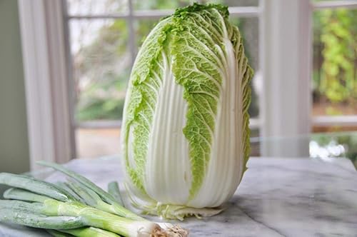 Miniatura 4 de Semillas Napa Col China No GMO Heirloom