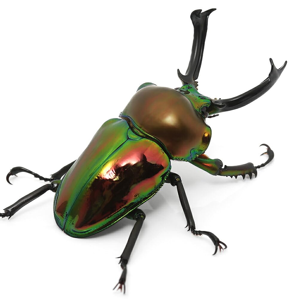 Amazon | （昆虫）ニジイロクワガタ クィーンズランド産 成虫