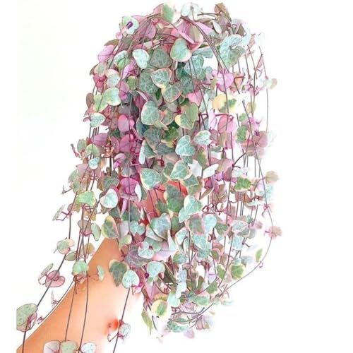 Variegated String of Hearts Plant Live, Ceropegia Woodii Variegata, in