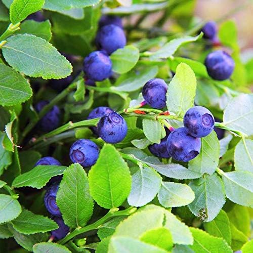 Outsidepride Southern Highbush Blueberry Fruit Garden Plants - 1000 Seeds