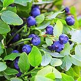 Outsidepride Southern Highbush Blueberry Fruit Garden Plants - 1000 Seeds