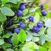 Outsidepride Blueberry Fruit Plant Vaccinium Myrtillus Seed - 1000 Seeds