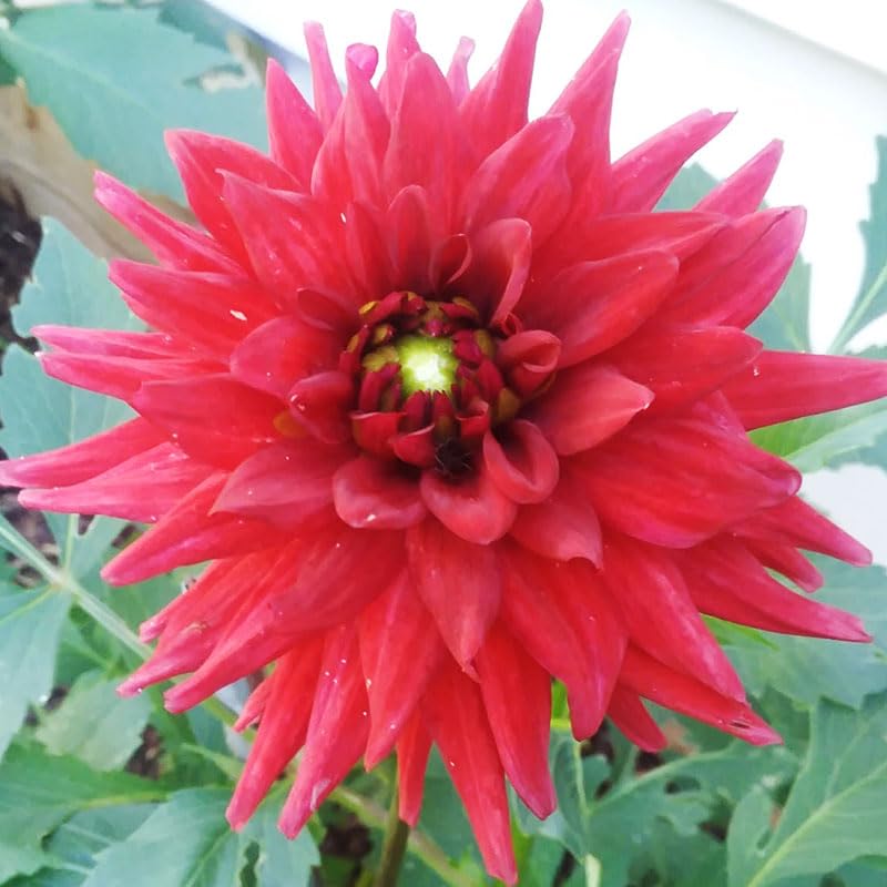 Holland Bulb Farms Red Pygmy Border Dahlia