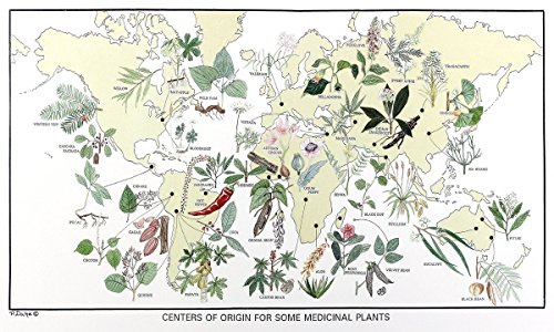 World Map of Medicinal Plants, with Botanical Illustrations, 12 X 20 Inches
