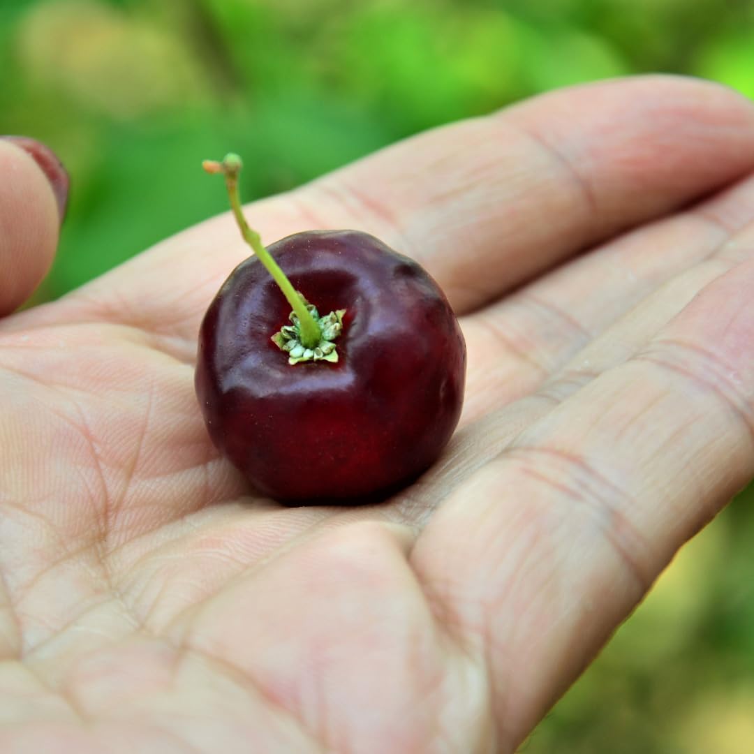 M-Tech Gardens Barbados Cherry (" Black " Malpighia emarginata, Layering) Exotic 1 Live Fruit Plant (B07ZDDJ9QL) Amazon Price History, Amazon Price Tracker