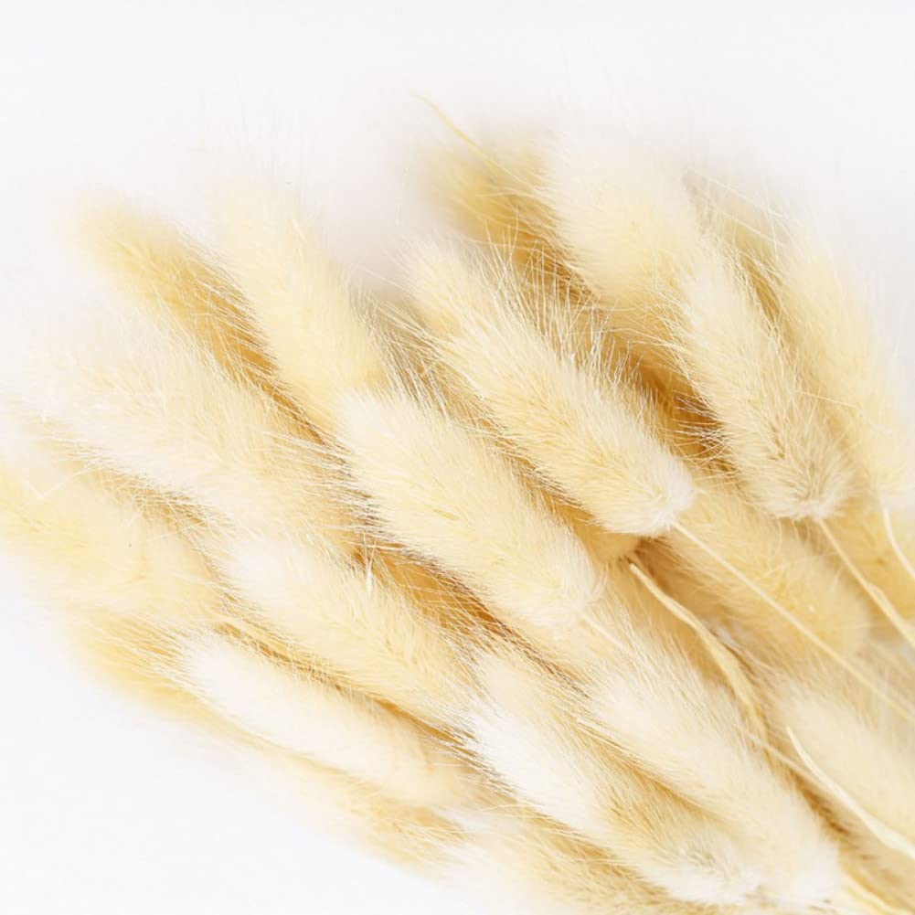 ChYoung50 Pcs Lagurus Bunny Tails Pampas Grass Decor Artificial Fluffy Rabbit Tail Dried Flowers Bouquet DIY Floral Arrangement for Rustic Farmhouse Boho Wedding Party Home Bedroom Table Decor