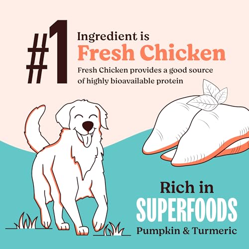 Image of Kennel Kitchen Dry Dog Food Adult 100g | Fresh Chicken with Superfoods - Pumpkin & Turmeric | Probiotics for Digestive Support | No Artificial Colors or Flavours | Complete & Balanced for All Breeds