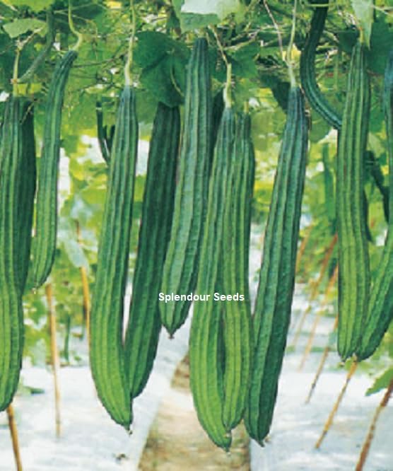 Splendour Seeds Ridge gourd Jaipur Long seeds