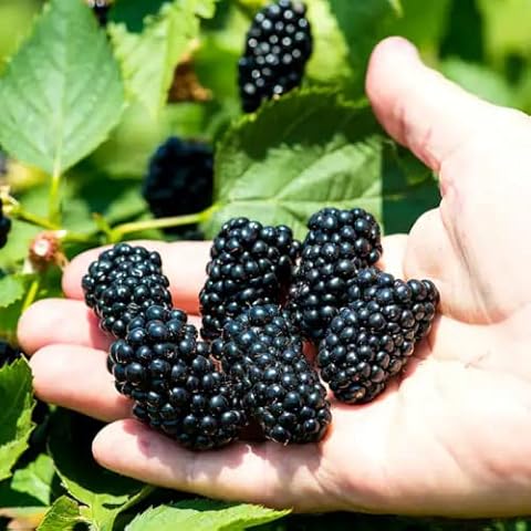 CHUXAY GARDEN BlackBerry Seeds Cover
