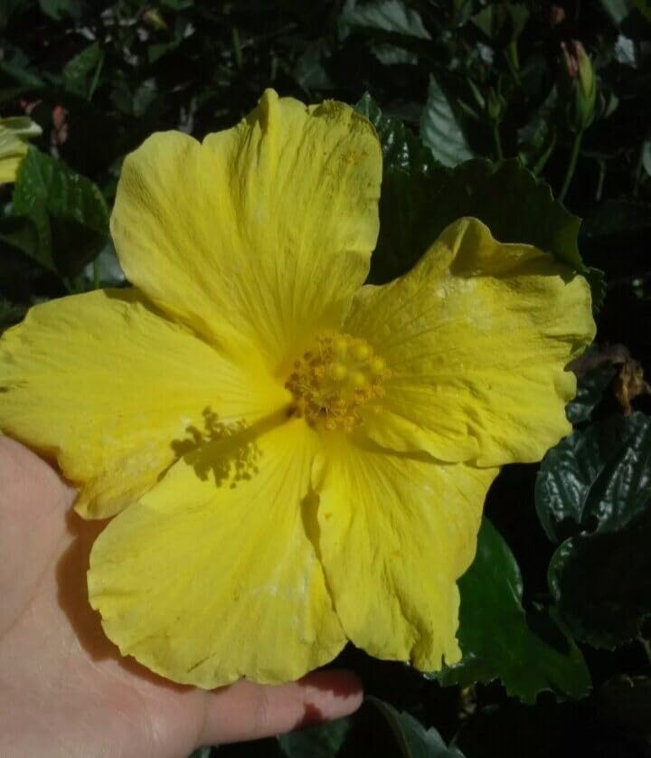 DESBEBE Live Plant - 1 Fort Myers Yellow Hibiscus Starter Live Plant 5 to 7 INCHES Tall