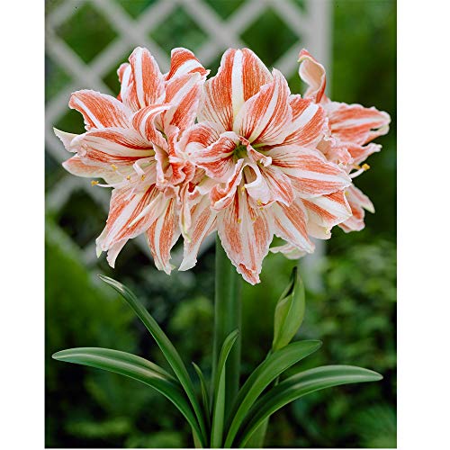 Amaryllis Bulb Gift with Pot